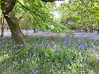 Mind Calming Breathing Exercises. bluebells